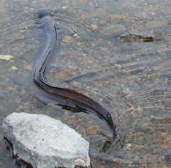 monster eel
