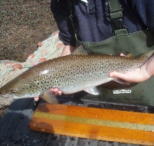 sea brown trout